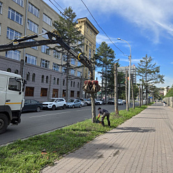 Что делать, чтобы деревья у дорог в Новосибирске не умирали