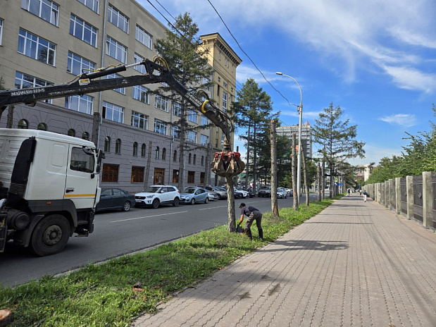 Что делать, чтобы деревья у дорог в Новосибирске не умирали
